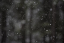 falling snow in a forest 