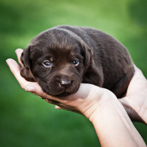 hands holding a lab puppy