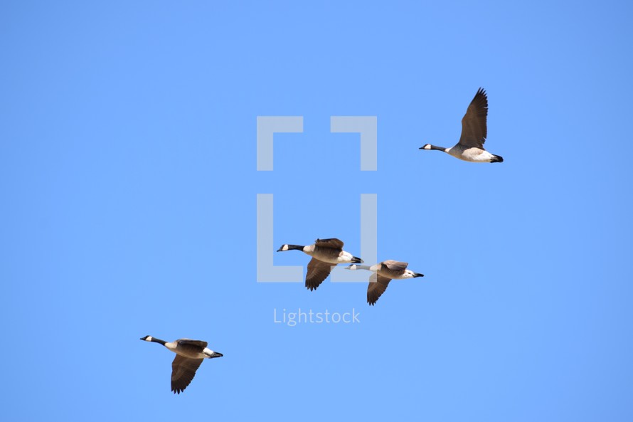 Canada Geese in the sky 