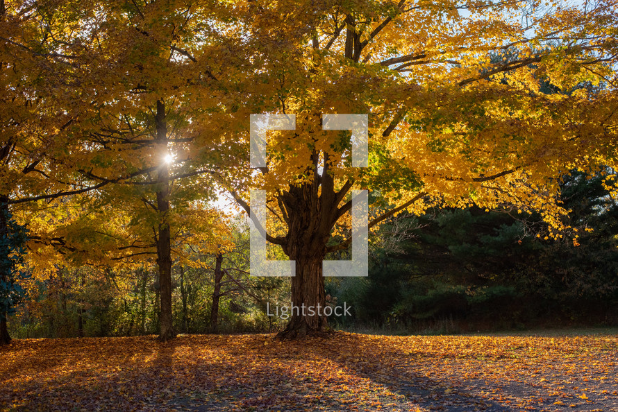 Large yellow fall tree in the sunlight