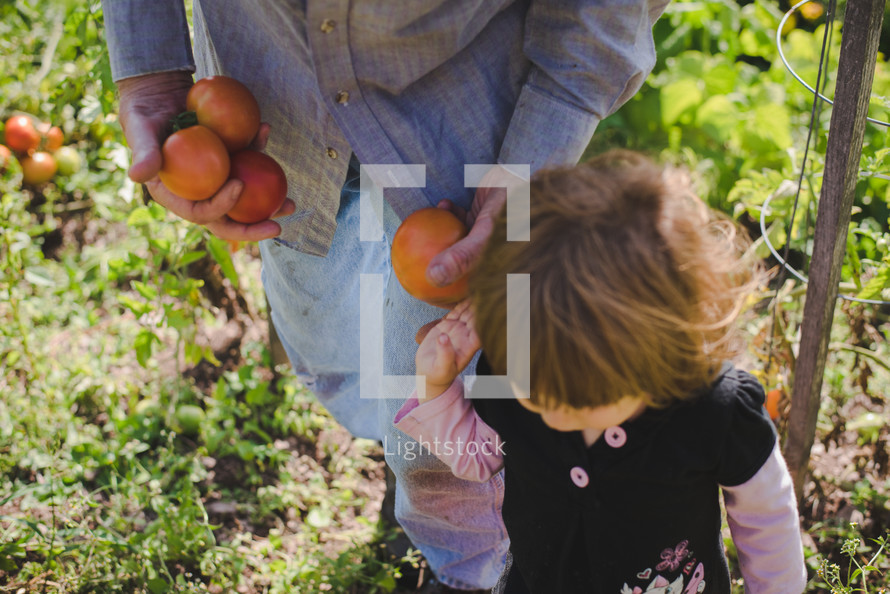 toddler girl and grandfather picking tomatoes in a garden 