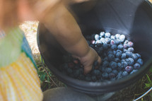 blueberries in a bucket 
