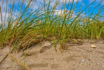 tall grass in sand 