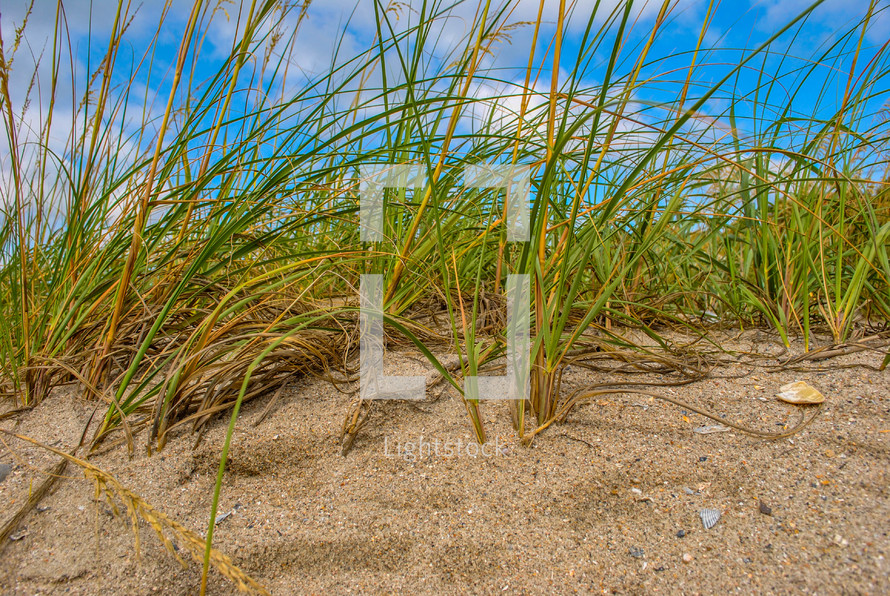 tall grass in sand 