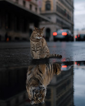 cat sitting above a puddle with a reflection of a tiger 