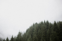 fog over an evergreen forest 