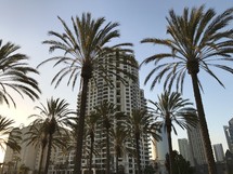 palm trees and tall hotel 
