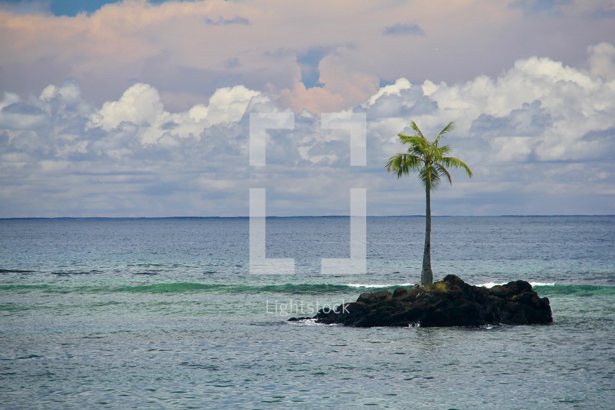 palm tree on a small tropical island 