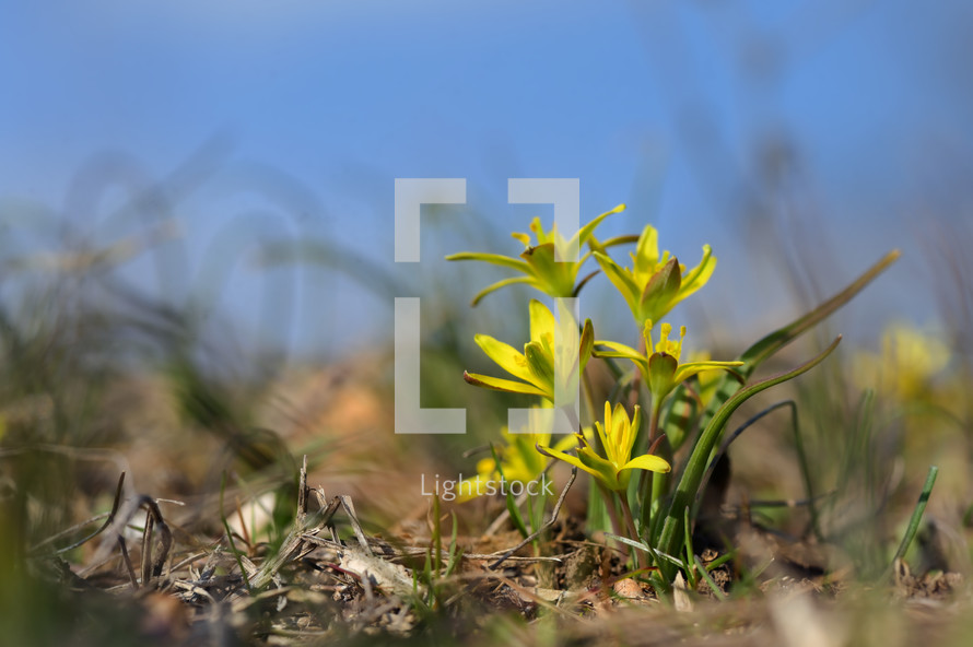 Gagea pratensis spring wild flower yellow star