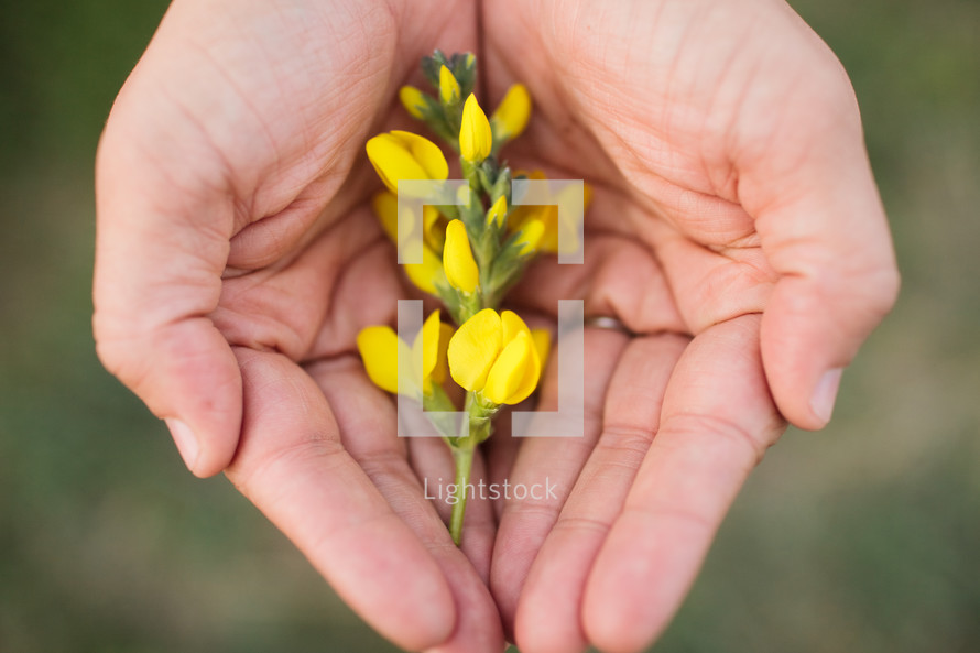 cupped hands holding yellow wildflowers 