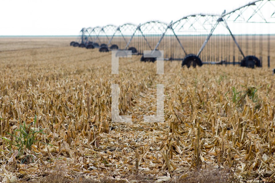 irrigation over a parched field of corn 