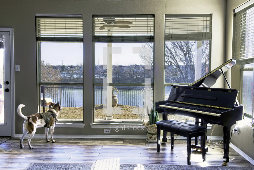 Dog looking out window at lake view and wishing he was outside