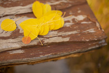 yellow fall eaves on a wood background 