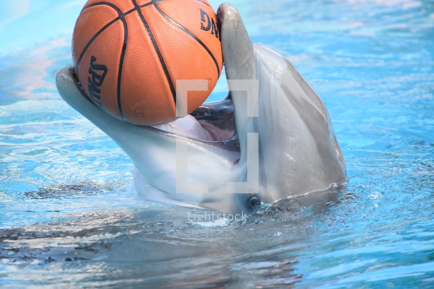 dolphin holding a basketball in his mouth 