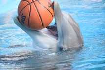 dolphin holding a basketball in his mouth 