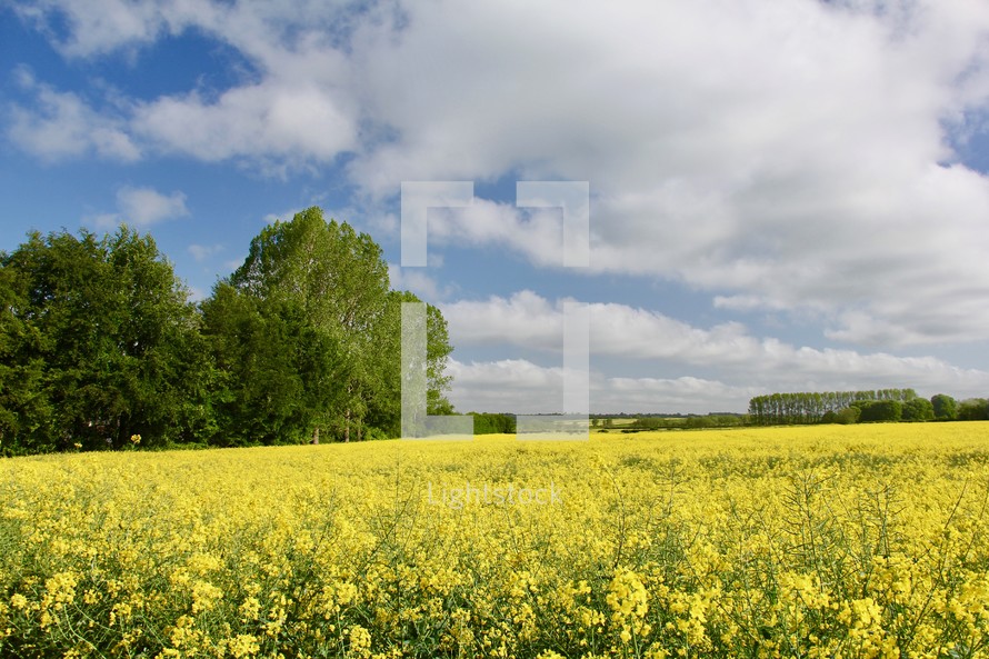 yellow flowers in a field 
