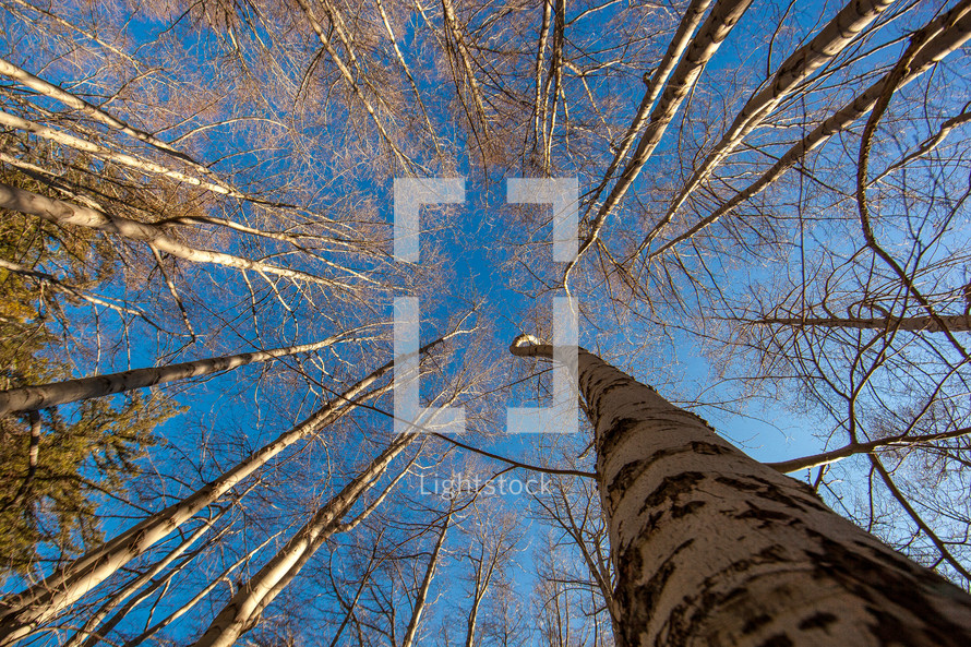 looking up, tops, trees, blue sky, sky, outdoors, nature, biology, arbor day, branches
