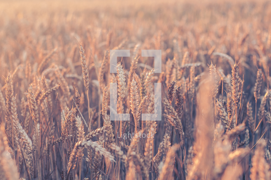 field of wheat background 