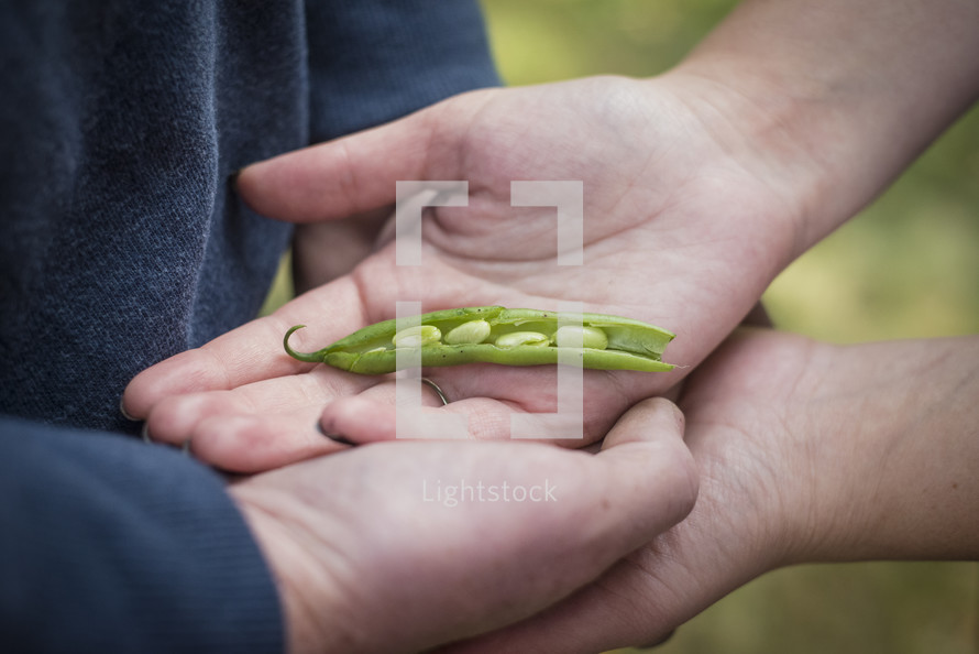 hand holding peas in a pod; symbolizing the addition of another member of their family.  