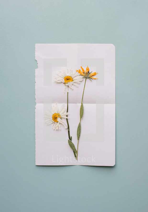 pressed flowers on white paper 