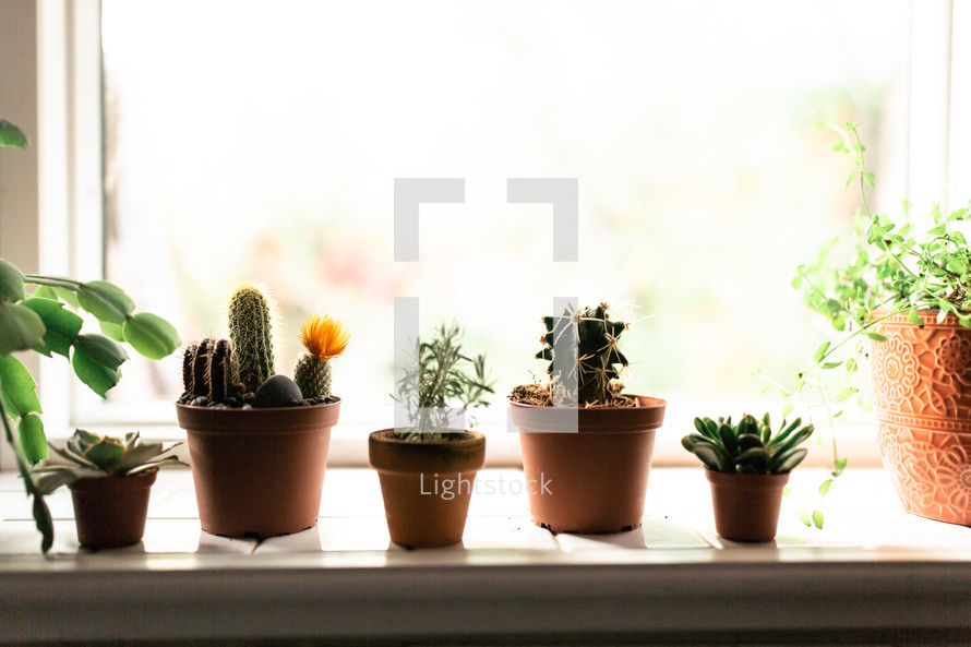potted cactus and succulents in a window sill 