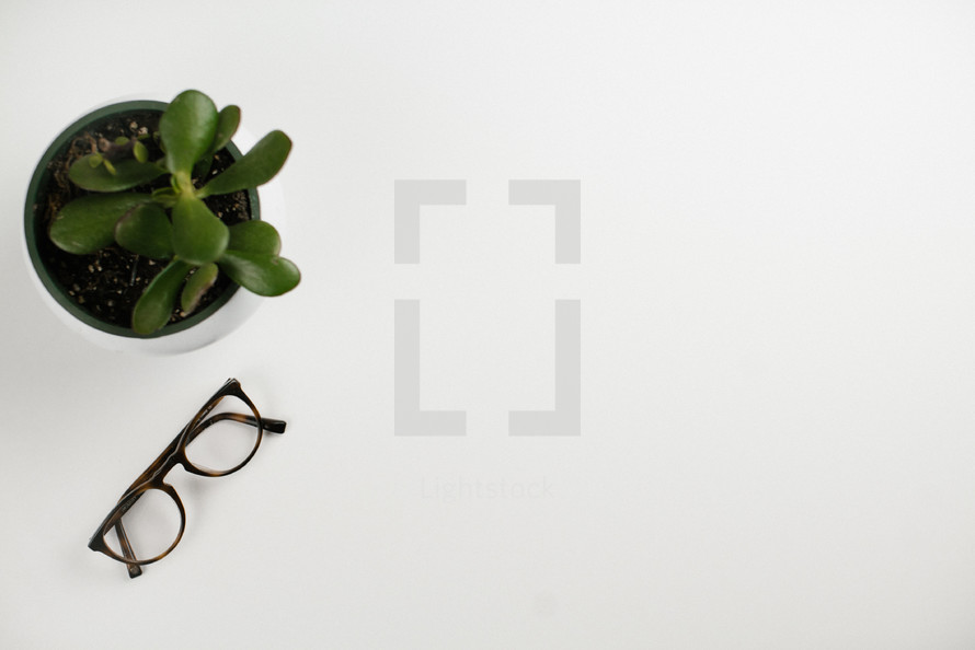 reading glasses and house plant on a white background 