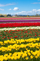 Field of colorful flowers