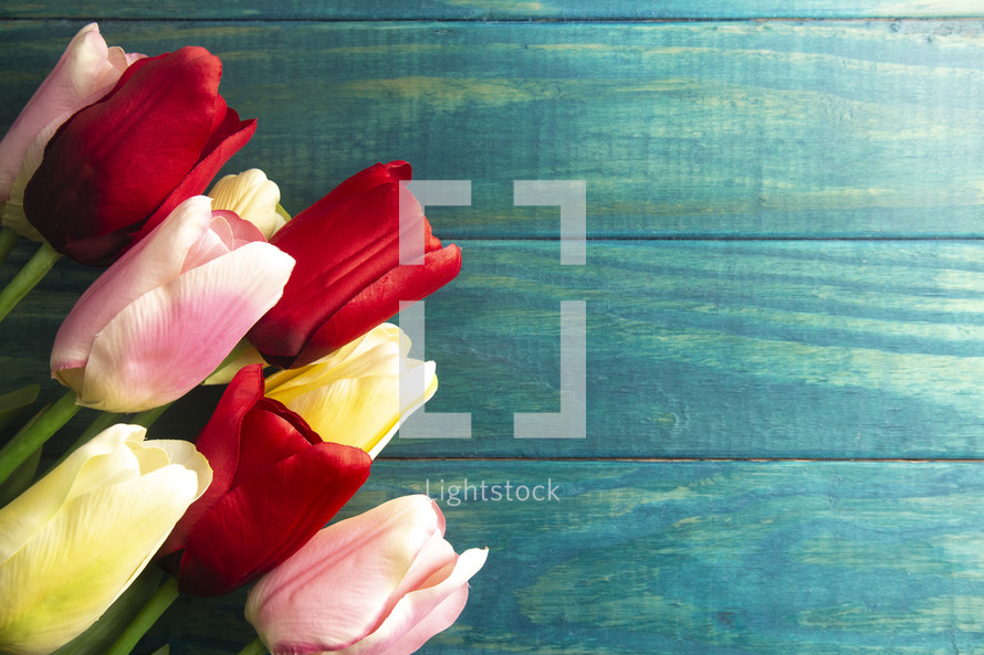 tulips on a teal wood background 