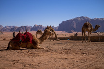 camels in the desert landscape in Jerusalem 