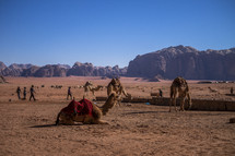 camels and desert landscape in Jerusalem 