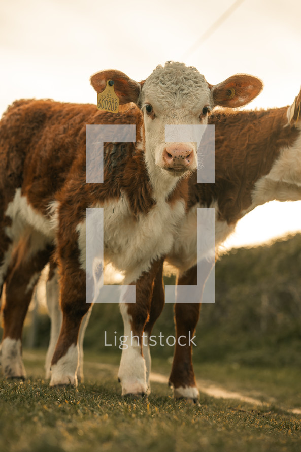 Young calf baby cow, farm animals, domesticated farming cattle, sunset, sunrise calves in a meadow rural setting	
