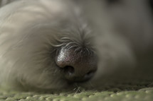 Closeup Maltese dog relax on carpet floor