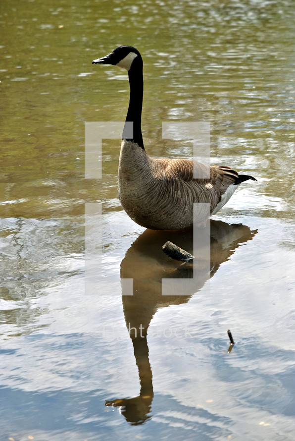A single Canada goose with his reflection.