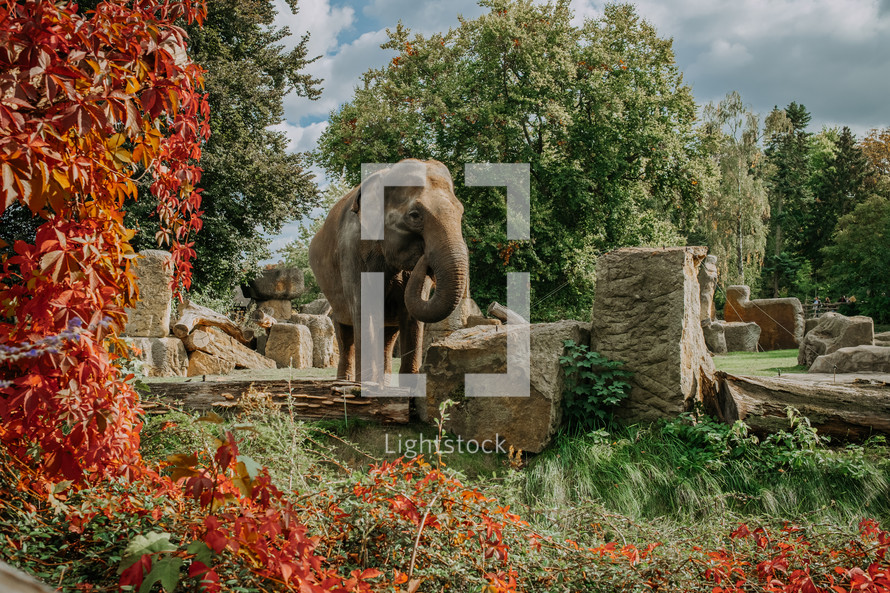 Big elephant in prague zoo nature background. Savanna, wildlife concept. High quality photo
