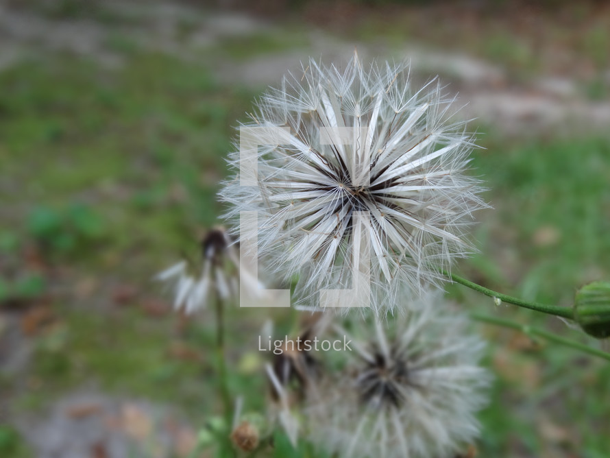 White dandelion plant growing in grass in backyard