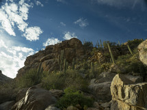 Saguaro cacti on the steep slope of a desert canyon