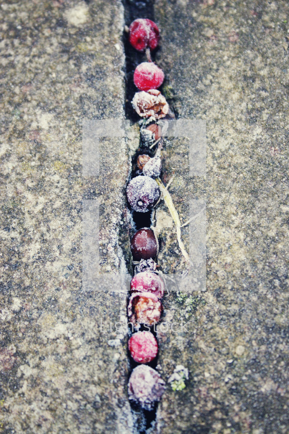 berries and frost in the crack of a sidewalk