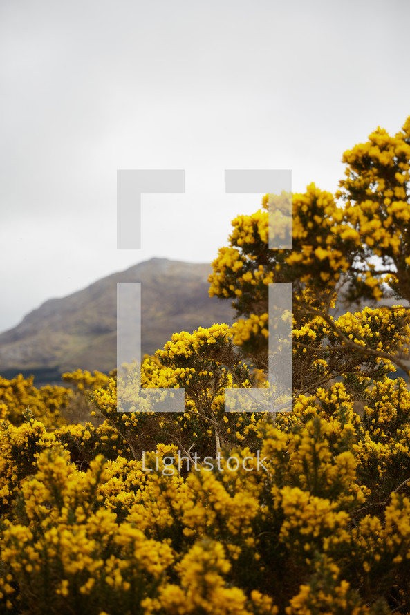 yellow flowers on a tree and mountain peaks