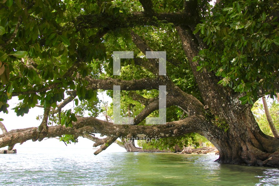 A large tree growing over water 