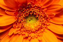 orange flower 
