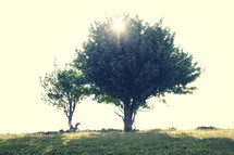 sunburst over a tree 