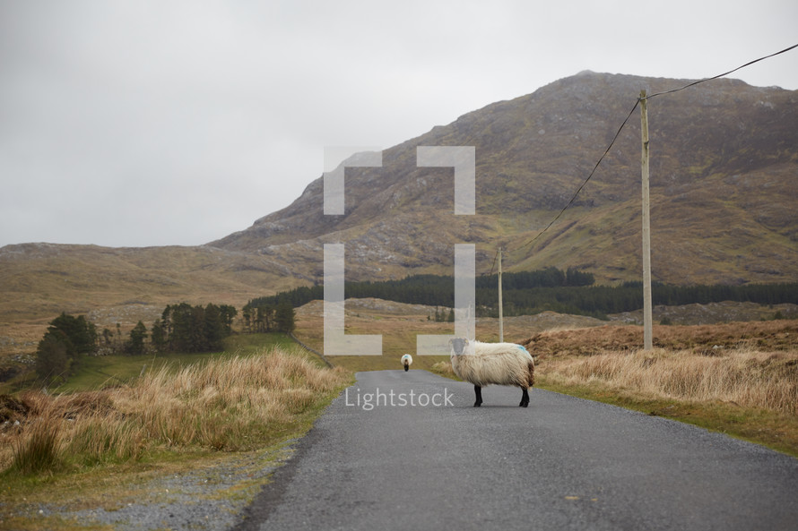 sheep on a rural road 
