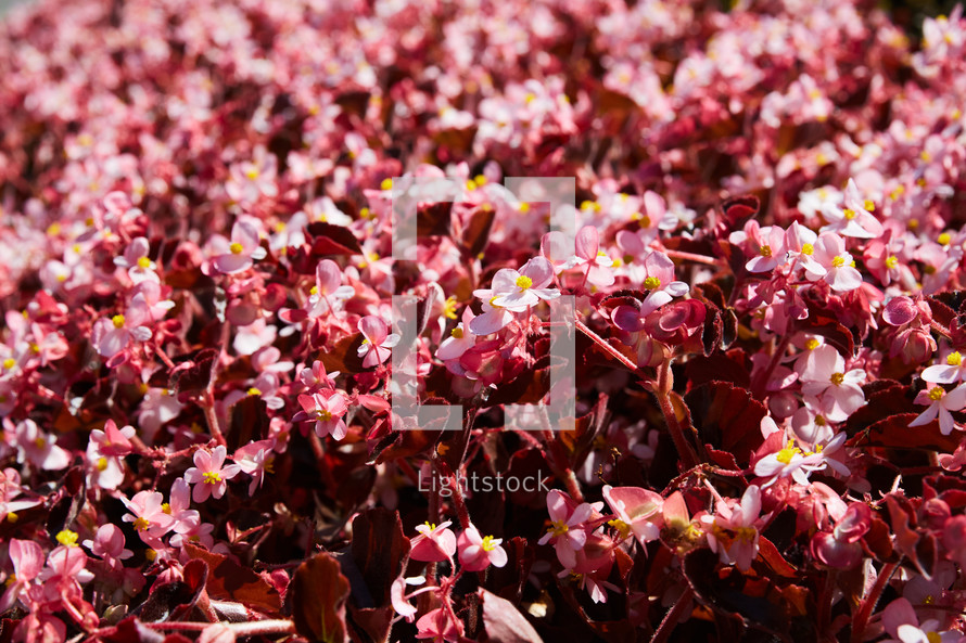 pink flowers in flower bed