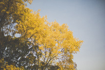 yellow fall leaves 