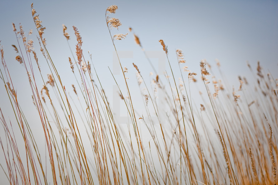 tall grasses and blue sky 