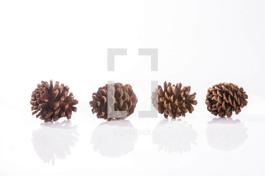 pinecones on a white background 