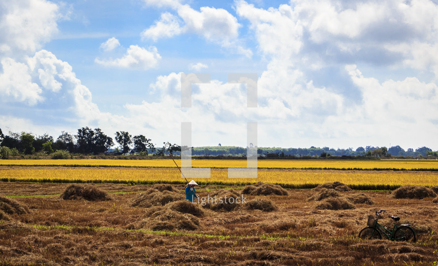 man in rice field 