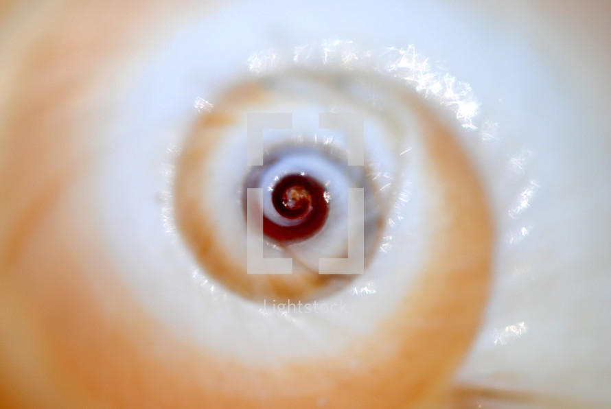 Closeup of a seashell called the cat's eye.