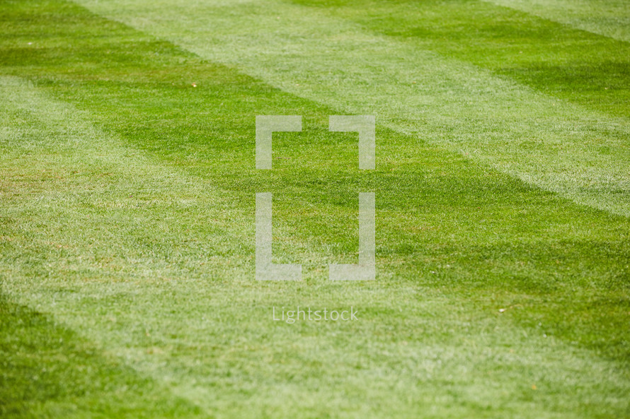 grass on a sports field 