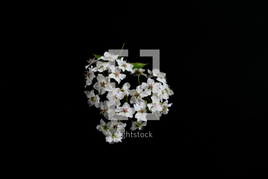 white blossoms on a black background 